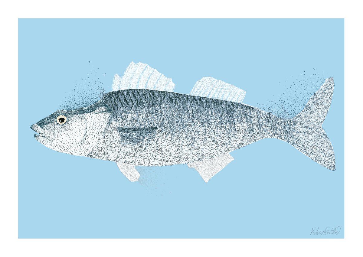 Fish - Illustration by Kelsey Emblow