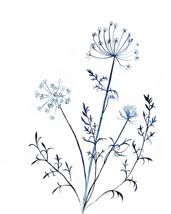 Queen Anne's Lace No. 13