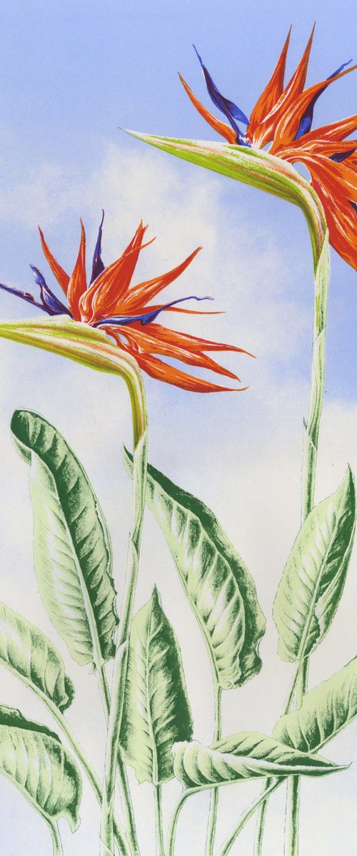 Strelitzia Reginae by Louise Boulton