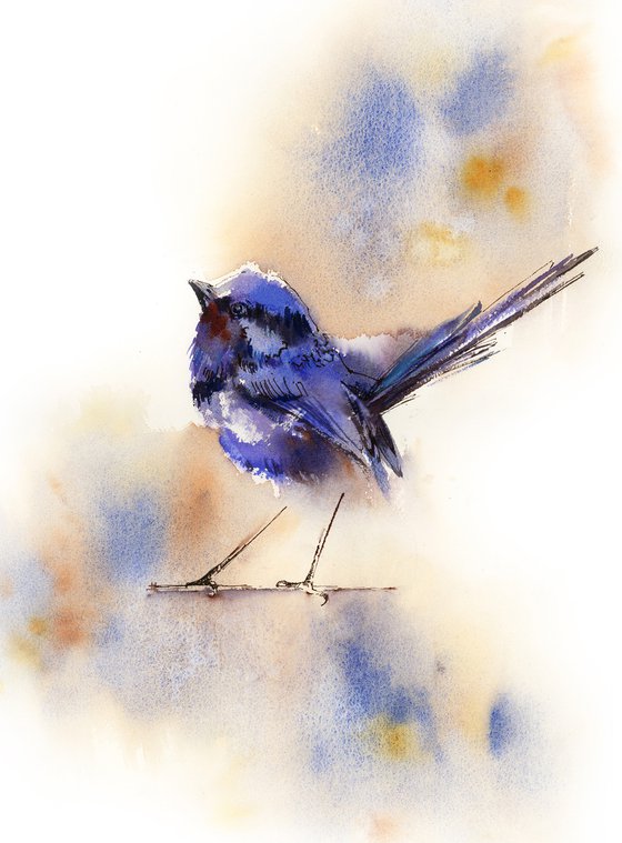 Fairy Wren Bird