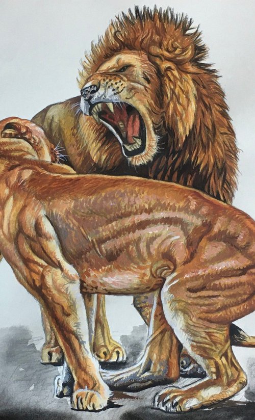 Lions 6 by Alexander Titorenkov