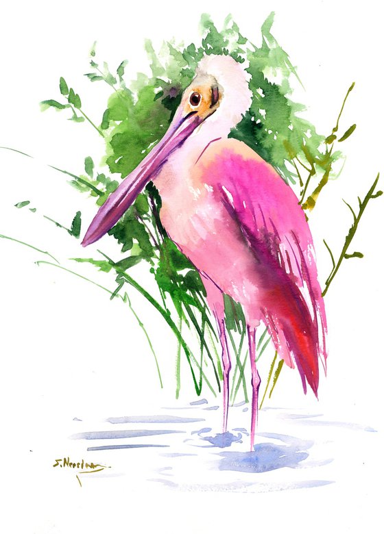 roseate spoonbill