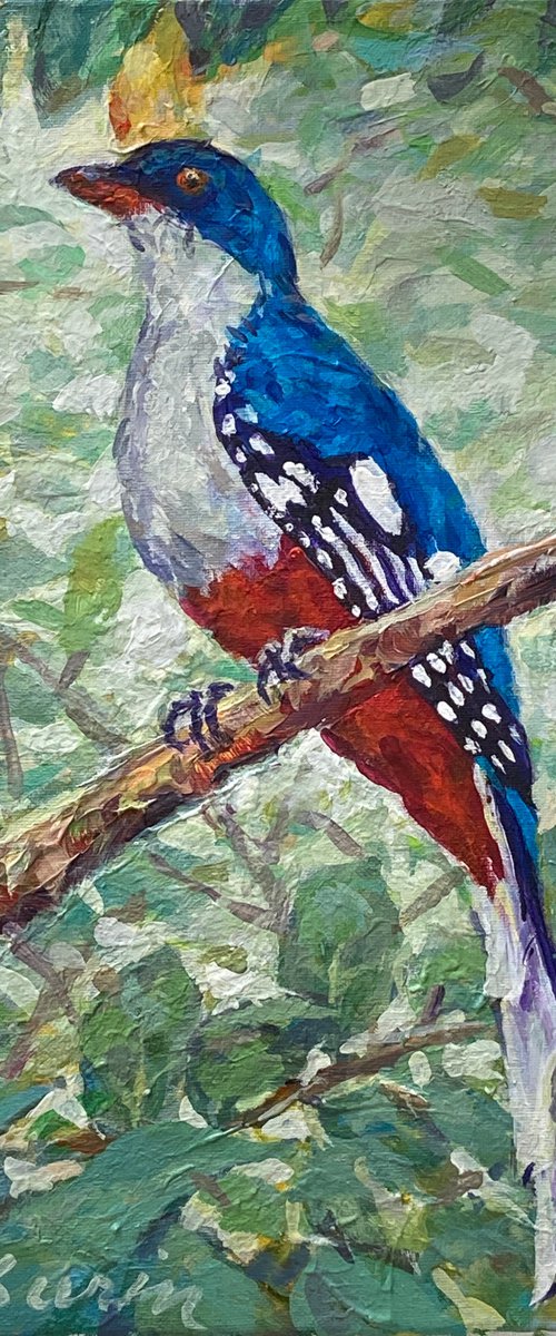 Trogon Bird, Tocororo bird, bird portrait, exotic bird, by Surin Jung