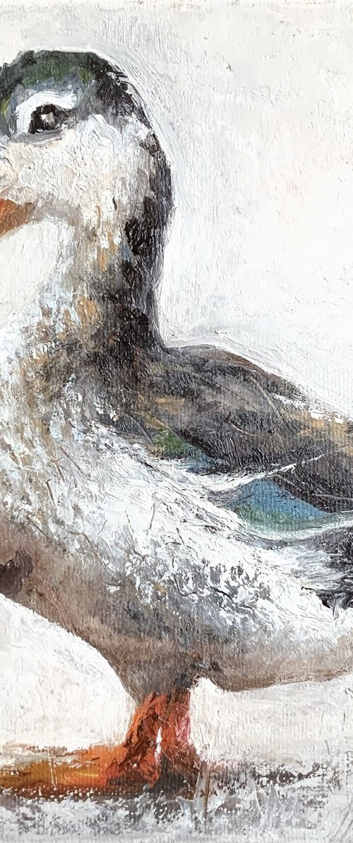 Mallard Duck by Alena Post