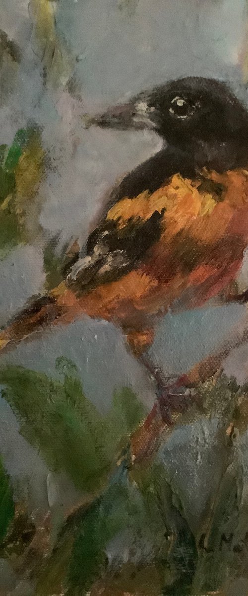 Oriole by Lia Matevosyan Haselton