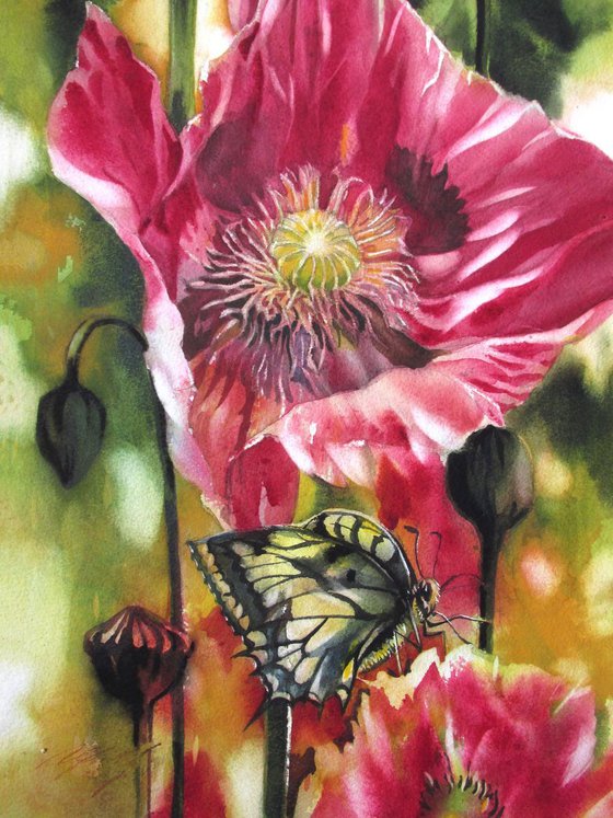 red poppy with butterfly