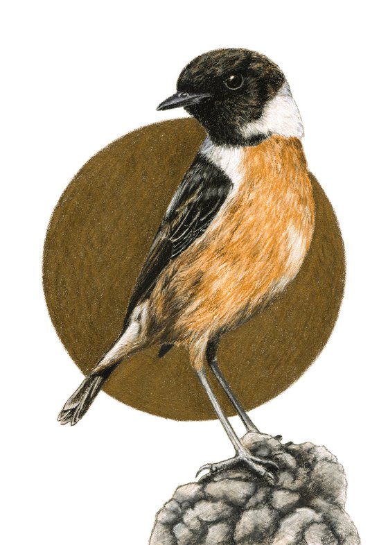 Original pastel drawing bird "European stonechat"