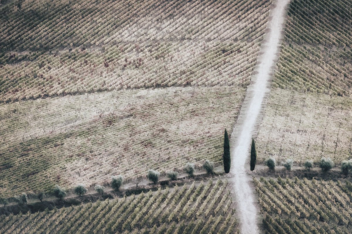 Impressionistic Landscape Photograph By Karim Carella, 33 X 24", Geometric Vineyards (Studio 3), Original Artwork