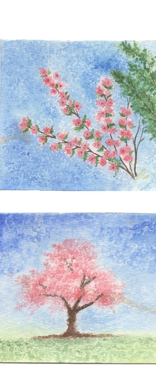 Cherry Blossoms by Shweta  Mahajan