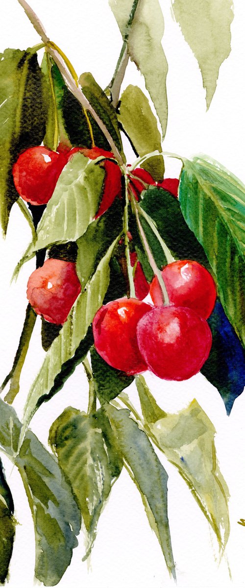 cherries on the tree by Suren Nersisyan