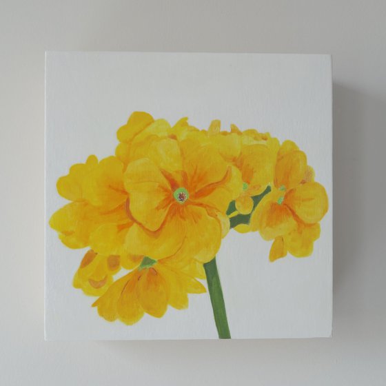 Yellow Primulas