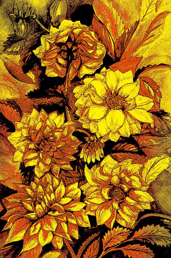 Chrysanthemums in yellow