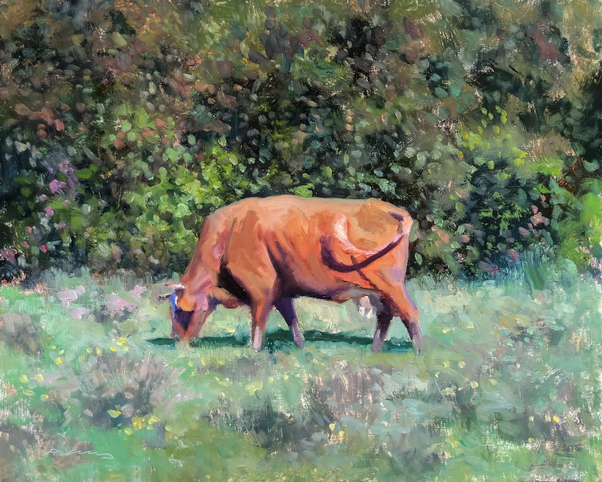 Limousin Cow by Pascal Giroud