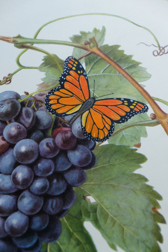 Monarch on grapes