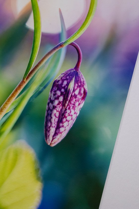 Tropical Dreams of Fritillaria