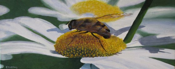 Marguerite and Honey Bee 50cm x 20cm
