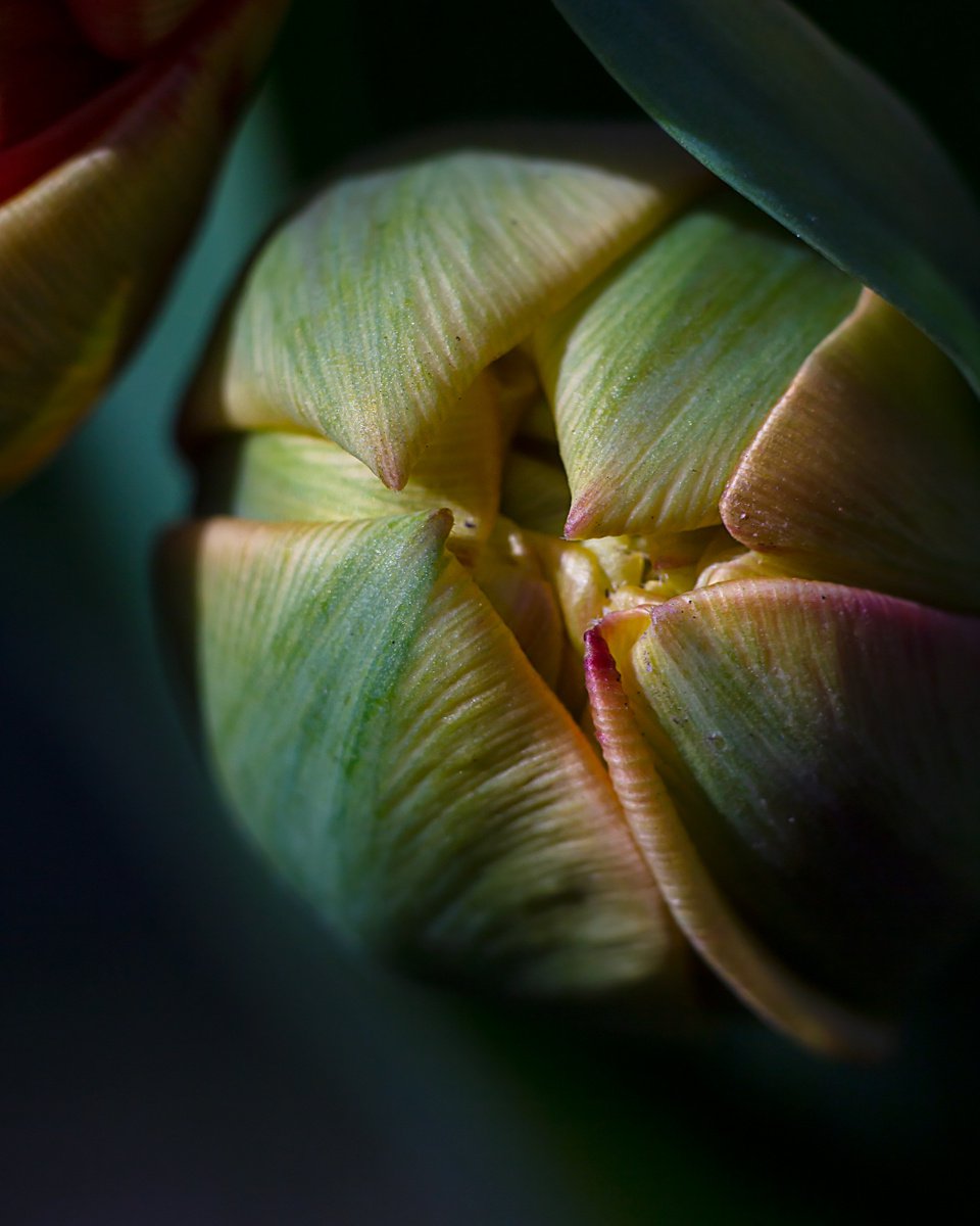 Tulip. Light. Love - macro photography of tulips, aquamarine, green, yellow. by Inna Etuvgi
