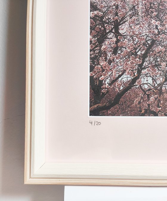 (FRAMED) Spring is in the air III