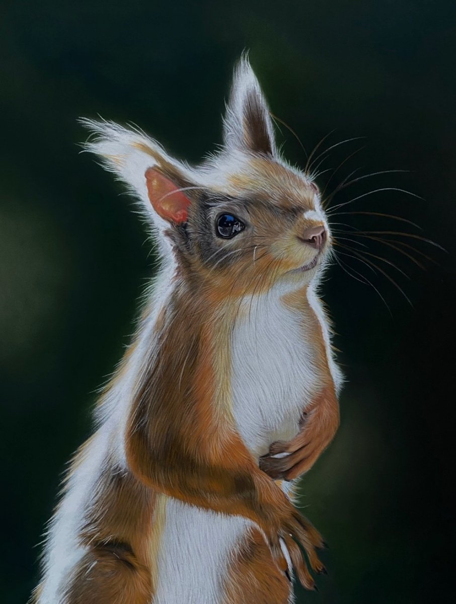 Red Squirrel by Clare Parkes
