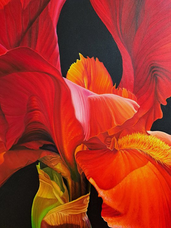 Portrait of Iris. Scarlet