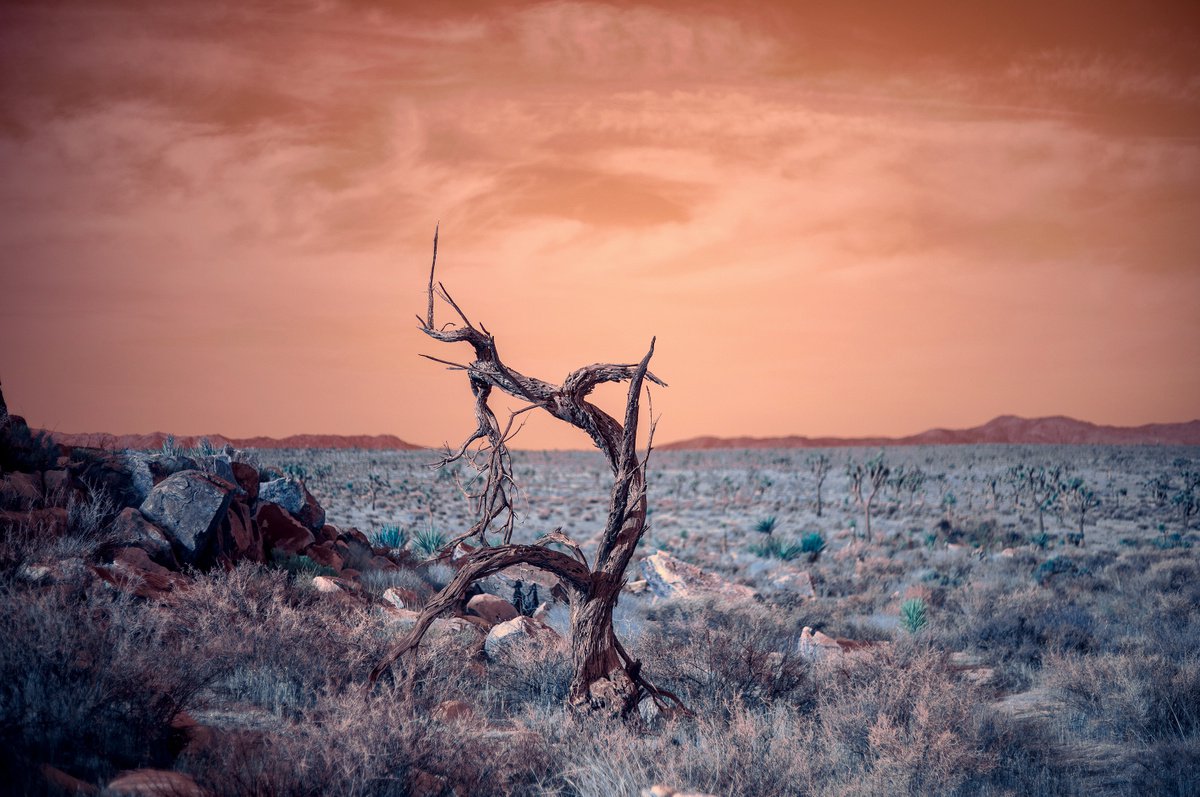 Summer Sunrise in the Mojave by Mark Hannah