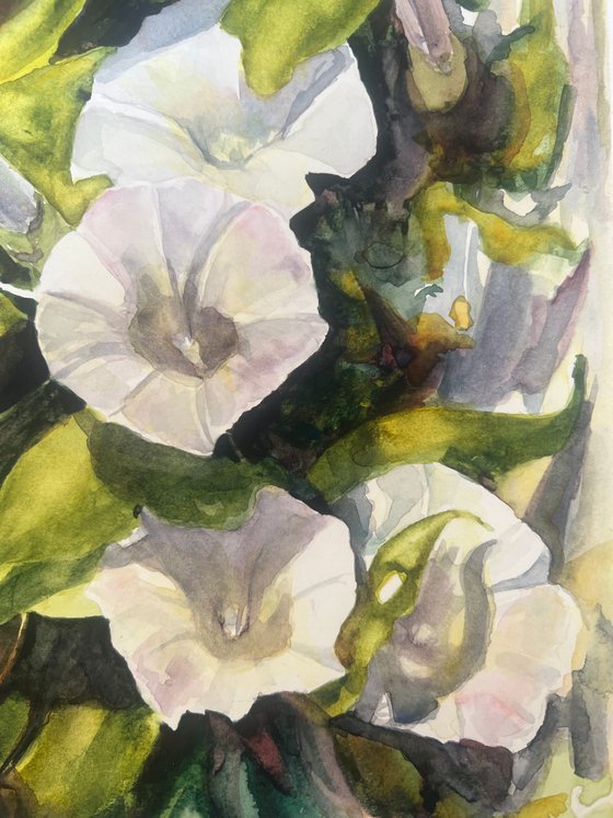 Trumpets in White