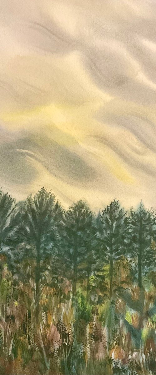 Windy pines by Samantha Adams