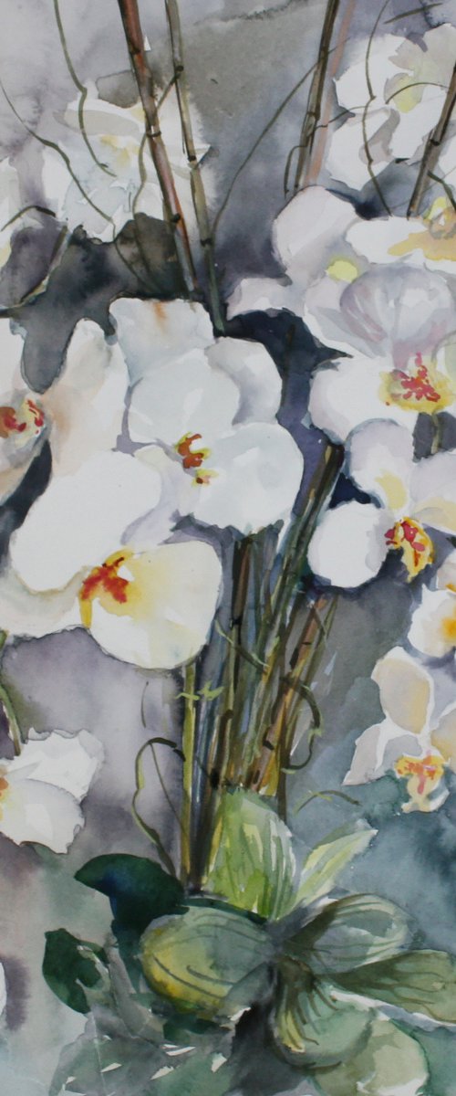 White orchids by Alina Shmygol