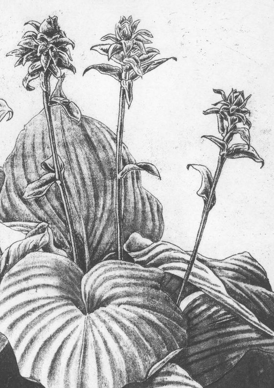 Hostas