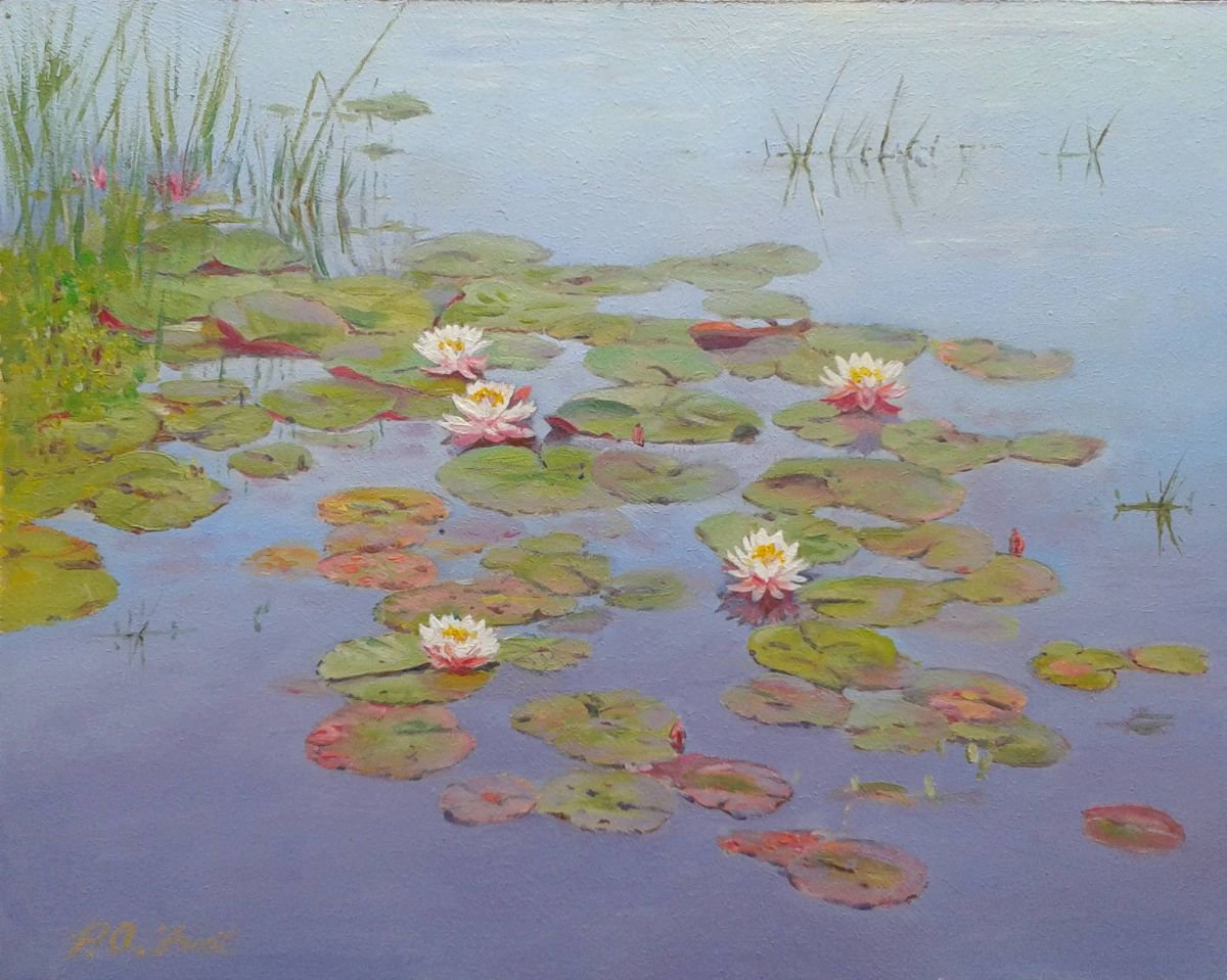Water Lilies, flowers on Little Hatchet pond , New Forest, peace and tranquility by Peter Frost
