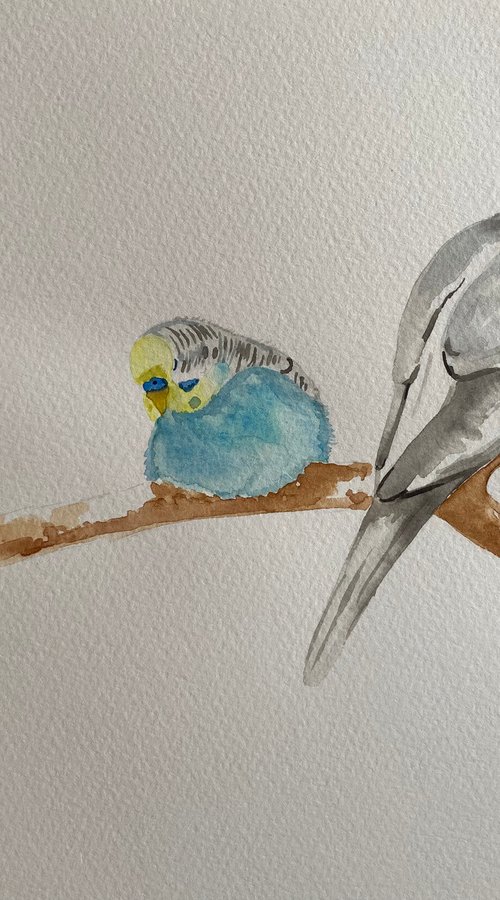 Sleeping budgies and cockatiel by Bethany Taylor