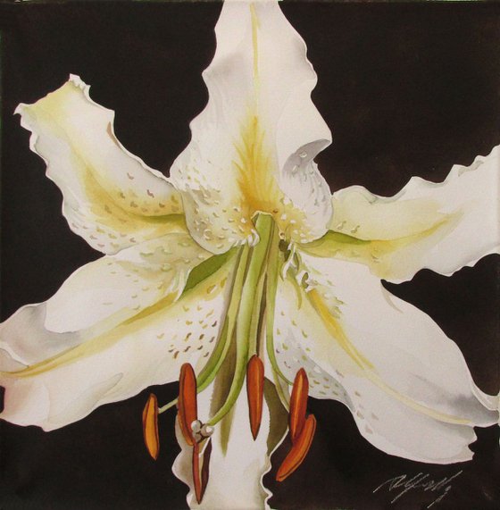 casablanca lily