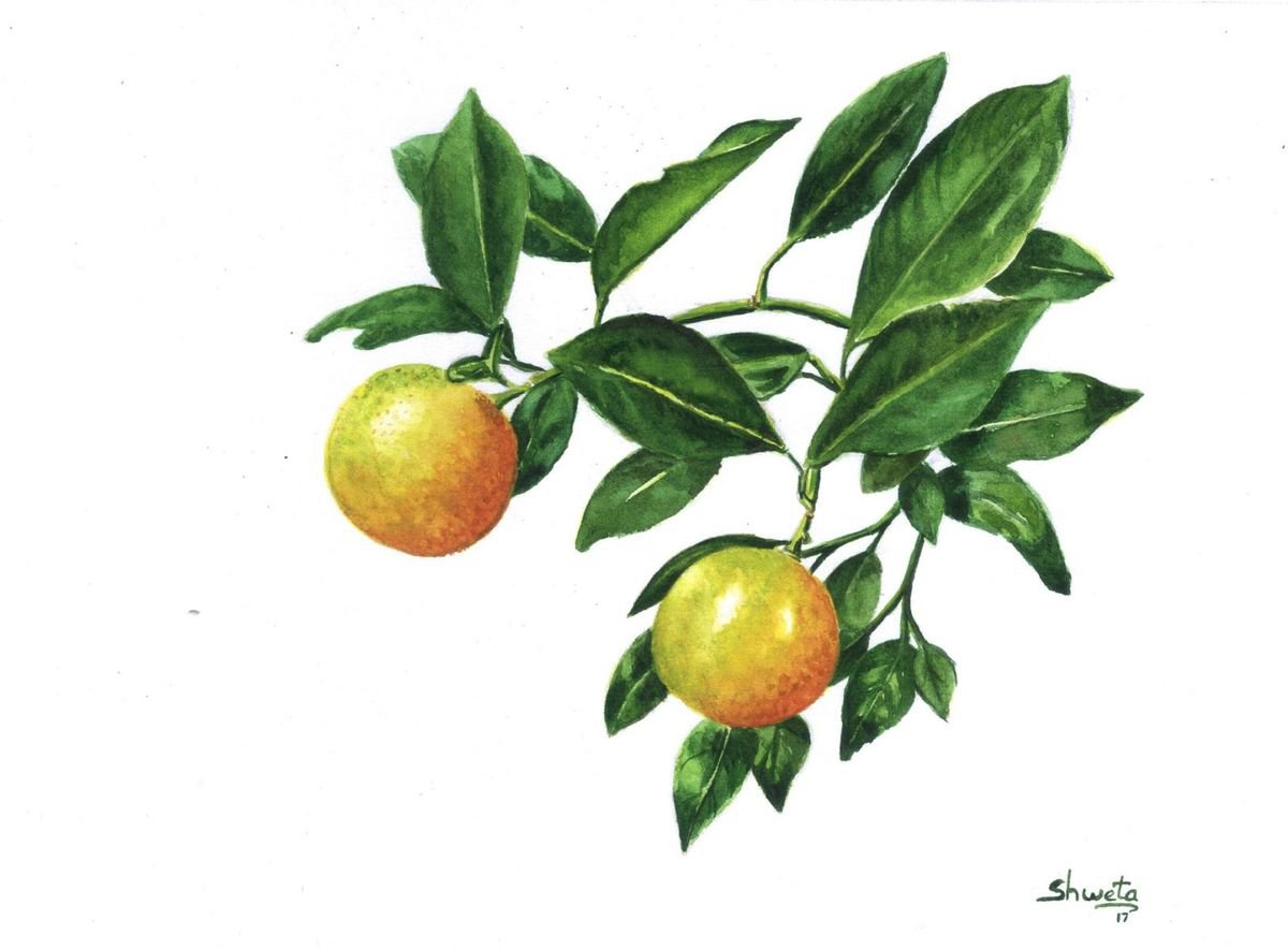 Mandarin Oranges Watercolour Painting by Shweta Mahajan