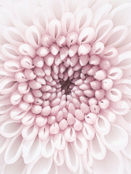 Echoes of Memory Bloom