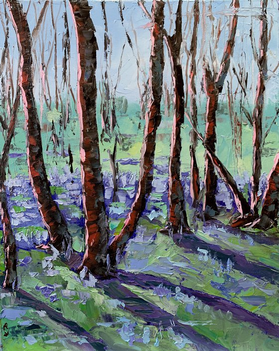 Bluebells clearing in the forest.