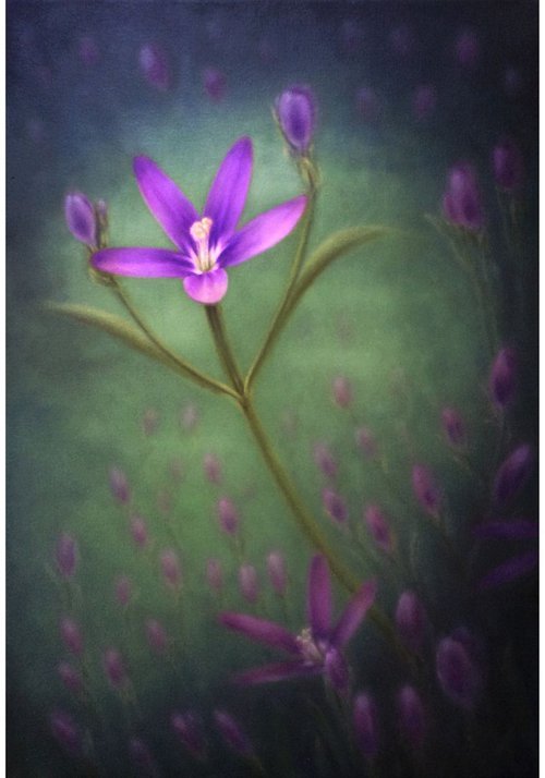 Purple Beauty by Marlene Llanes