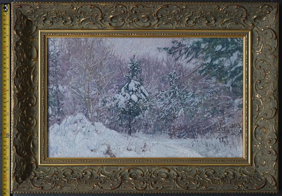 Snow-covered pine trees in Kuzminki Park