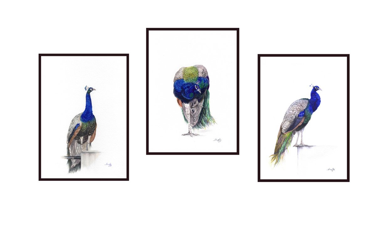 Photorealistic Watercolour , Indian Blue Peacocks By Shweta Mahajan, 7 X 8, Artwork For Sale On Artfinder