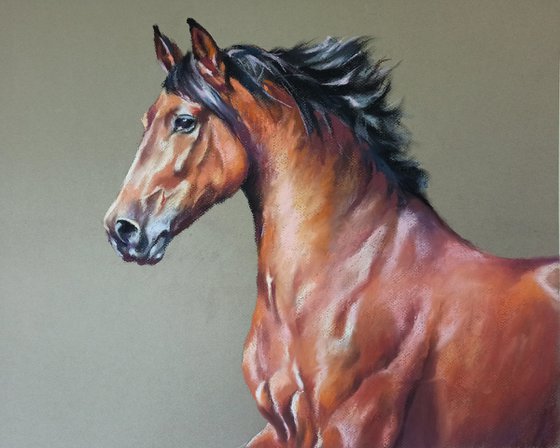 Stallion Portrait