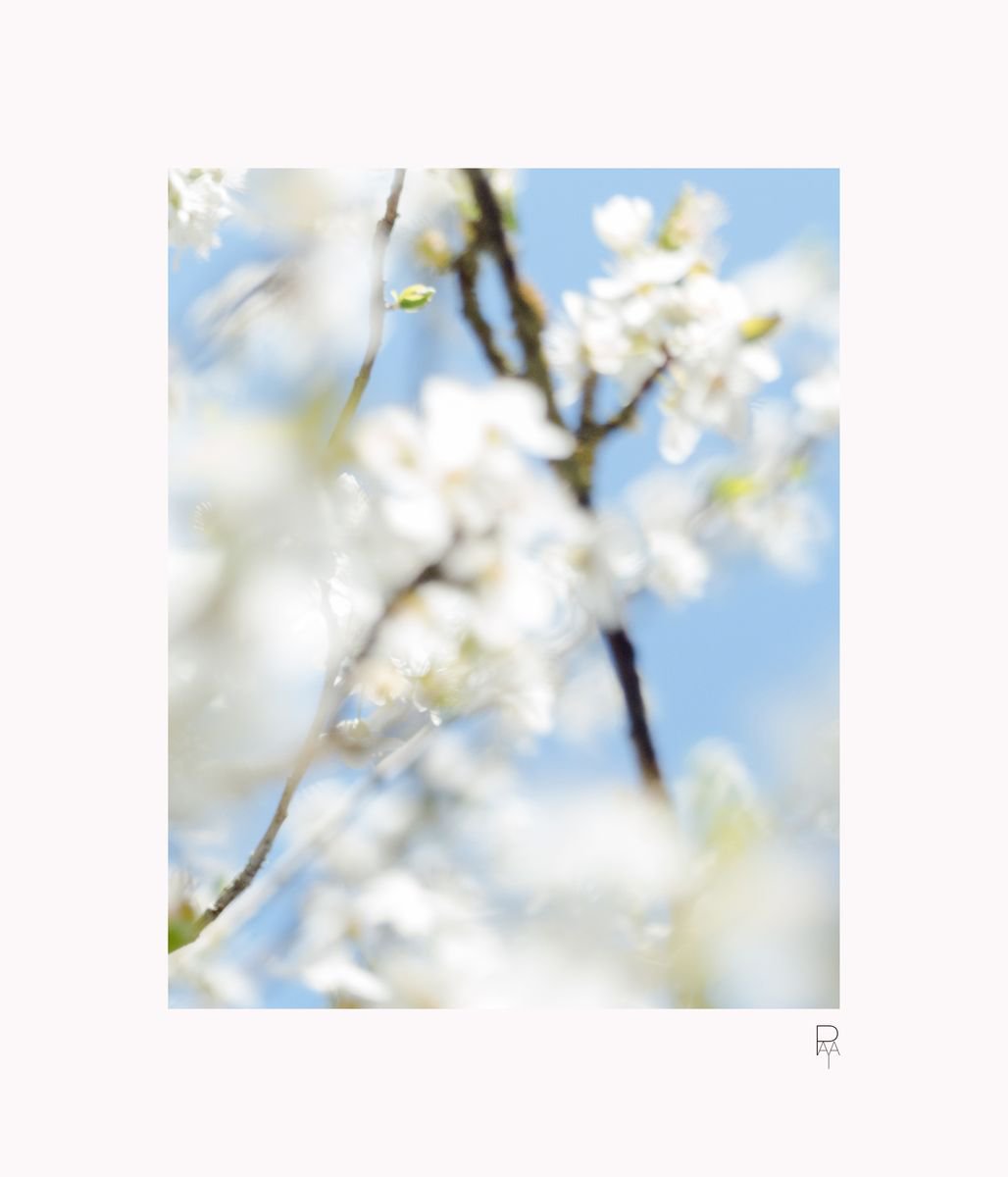 Sakura 1 by Raphal Paya
