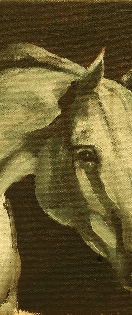 Equine Head Arab White (study 32) by Zil Hoque