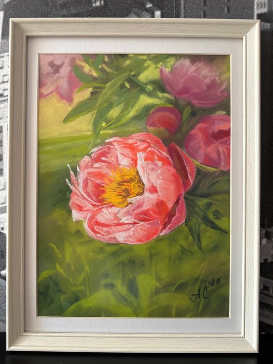 Coral Peony 2