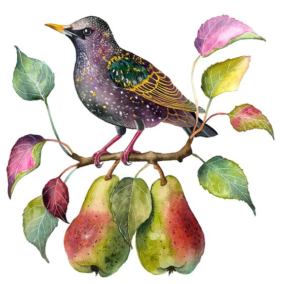 Common Starling on a Pear Branch
