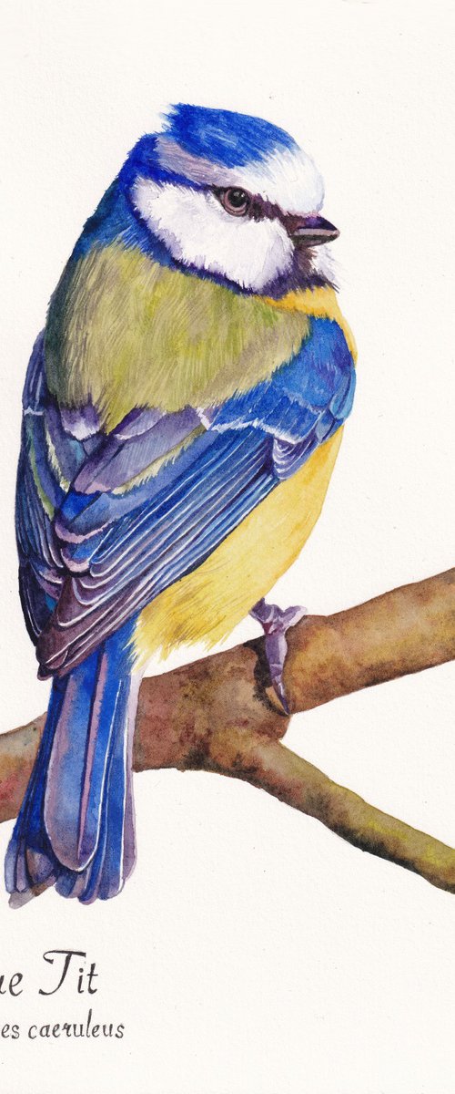 Blue Tit by Lisa Lennon