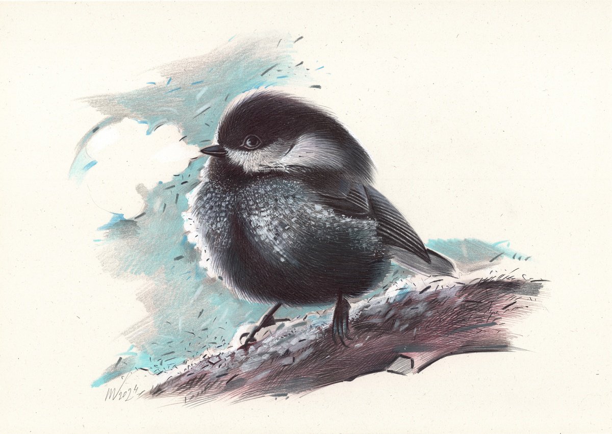 Photorealistic Animal Pencil Drawing By Daria Maier, 12 X 8, Coal Tit, Original Artwork