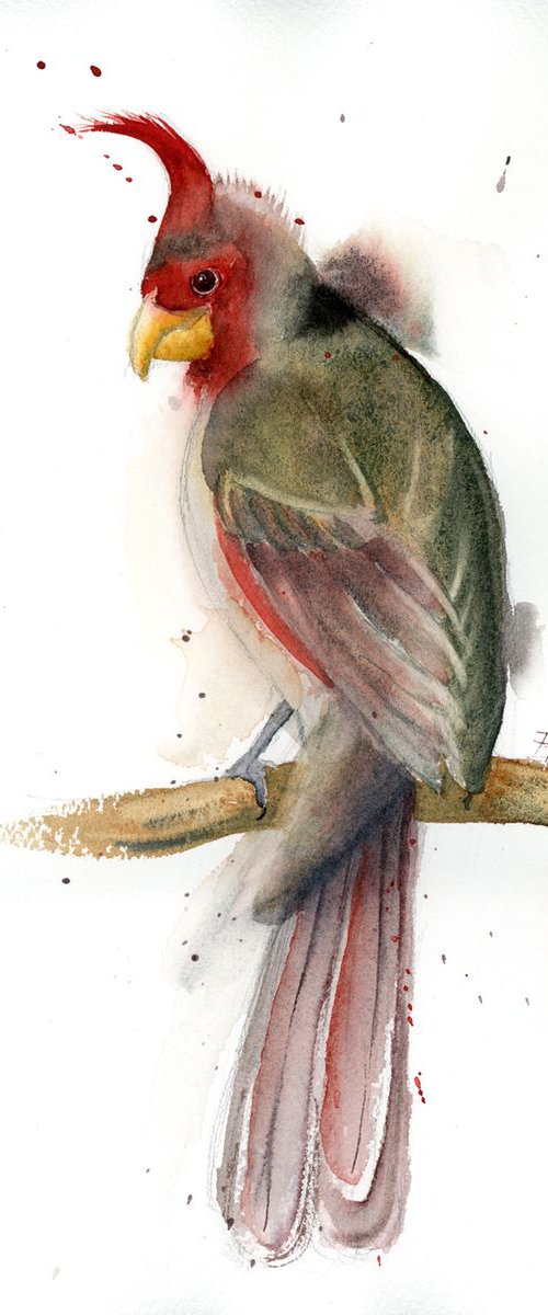 Cardinal Original Watercolor by Olga Tchefranov (Shefranov)