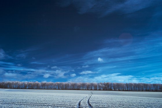 Colonnade Of Trees #3, Kithurst Hill