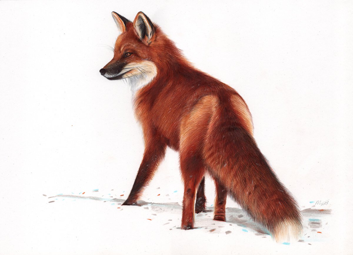 Red Fox - Animal Portrait Painting (Realistic Ballpoint Pen Drawing) by Daria Maier