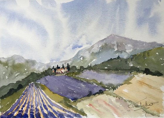 Lavender in Provence 3