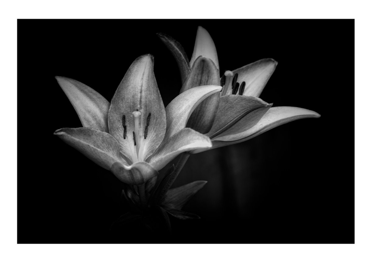 Lily Blooms Number 2 - 15x10 inch Fine Art Photography Limited Edition #1/25 by Graham Briggs